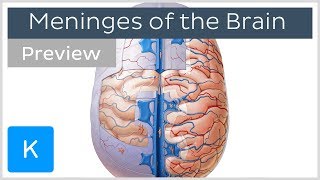 Meninges of the Brain Overview preview  Human Anatomy  Kenhub [upl. by Nairdna]