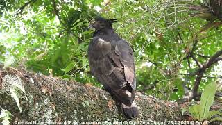 Oriental Honeybuzzard Pernis Ptilorhynchus torquatus  Female  Chiu S C DSCN3933 [upl. by Yentrac]