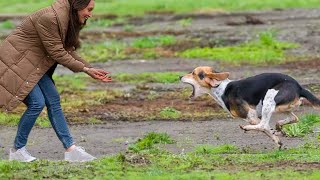 Heartwarming Dog Reunions Emotional Moments That Will Melt Your Heart ❤️ [upl. by Courtland]