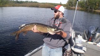 HAYWARD WISCONSIN MUSKY [upl. by Olleina519]