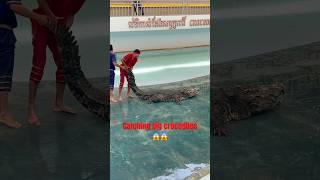 Dont Catching crocodile 🐊😱 animals wildlife crocodile shortvideo shorts viralvideo [upl. by Tilford834]