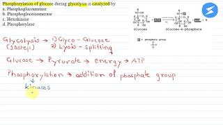 Phosphorylation of glucose during glycolysis is catalyzed by A phosphoglucomutase SnapSolve [upl. by Marquardt191]