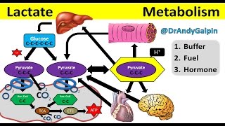 What Lactate is amp What it ACTUALLY does 5 Min Phys [upl. by Ultun]