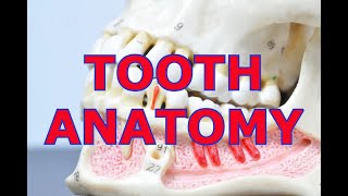 TOOTH ANATOMY [upl. by Eniale]