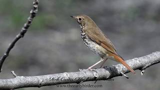 HERMIT THRUSH Catharus guttatus [upl. by Akirret]