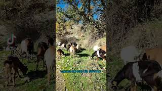 Cabras en Pastoreo Libertad y Naturaleza 🐐🌿 vidarural animals cabras goat naturaleza [upl. by Sanderson]