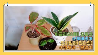 아글라오네마 오로라 산세비리아 만다빌라 수경재배해서 분갈이Aglaonema aurora Sanseviria Mandavila hydroponicus and Bungal [upl. by Nattirb]