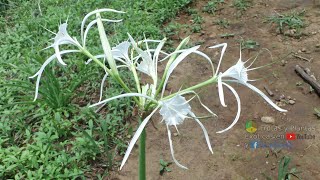 Azucena de agua Lirio araña Lirio de las costas 𝑯𝒚𝒎𝒆𝒏𝒐𝒄𝒂𝒍𝒍𝒊𝒔 𝒍𝒊𝒕𝒕𝒐𝒓𝒂𝒍𝒊𝒔 flores plantas [upl. by Redd]