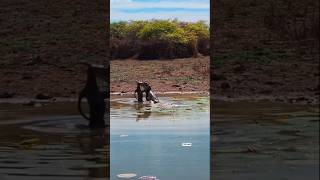 Saltwater Crocodile perfectly demonstrating the head flick crocodile croc water wildlife [upl. by Nertie281]