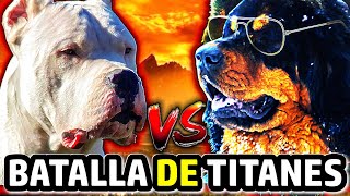 Dogo Argentino vs Mastín Tibetano  ¿Cuál es la mejor raza para ti [upl. by Garek]