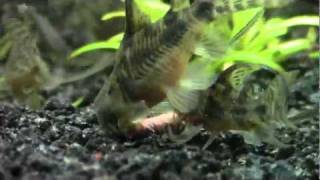 Long Fin Corydoras Paleatus feeding on Kens catfish sticks [upl. by Yruam]