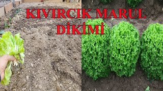 KIVIRCIK MARUL DİKİMİ HAKKINDA HERŞEY [upl. by Garate]