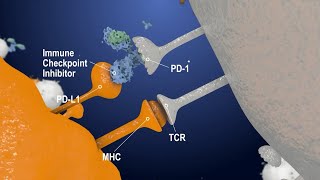 Immune Checkpoint Inhibitors The Next Generation Cancer Therapy  Creative Biolabs [upl. by Latton176]