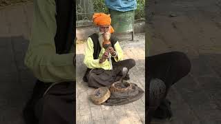 Snake Charmer in Delhi [upl. by Nasia]