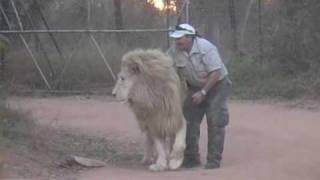 Man Attacks Lion and tickles his Nuts [upl. by Macfadyn]