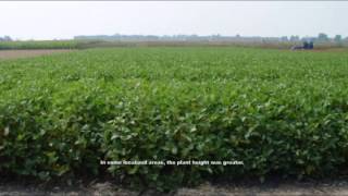 Produtores de soja têm cultivar convencional resistente a nematóides Legendas em inglês [upl. by Gemmell]