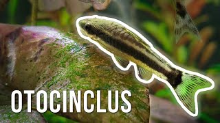 Otocinclus Catfish – Best AlgaeEating Nano Fish [upl. by Enialb]