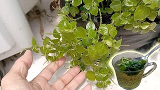 How To Make Shiny Bush Tea  Benefits of Peperomia pellucida for health [upl. by Joletta]