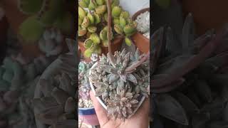 Pachyphytum compactum aka Little jewels succulent plants springgarden suculents plantas garden [upl. by Datha]