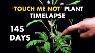 Growing Touch Sensitive Plant Mimosa pudica  145 Days Timelapse [upl. by Ikey]