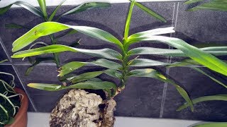 Angraecum viguieri problems and changing potting method [upl. by Ailemap213]