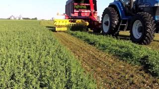 Harvesting Alfalfa for Nutritional Supplements Video [upl. by Eberle]