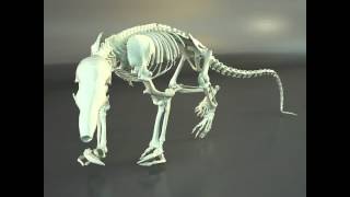 3D Model of Rat Skeleton HD Quality Review [upl. by Nefen]