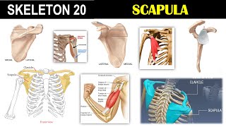 Skeleton 20  Scapula  Pectoral girdle  Acromion process  Spine  Coracoid process [upl. by Bleier486]