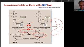 Synthesis and regulation of deoxynucleotide for DNA by Ribonucleotide reductase USMLE Step 1 [upl. by Esile662]