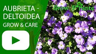 Gardening Tips amp Flowers  How to Grow Common Aubrieta Aubrieta Deltoidea [upl. by Notle]