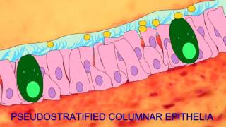 PSEUDOSTRATIFIED COLUMNAR EPITHELIA [upl. by Antonina]