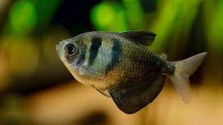 Black Skirt Tetra Fish  55 Gallon Planted Aquarium Rescaped [upl. by Noiramaj]