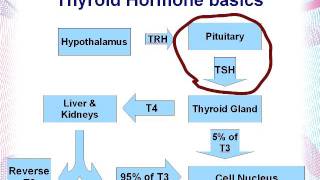 Interpreting Thyroid labs part 1Low TSH Saul Marcus Naturopathic Doctor [upl. by Eugaet30]