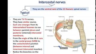 Intercostal Nerves and Vessels  Dr Ahmed farid [upl. by Shari]