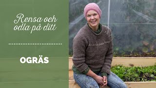 Rensa och odla på ditt ogräs [upl. by Rhett]