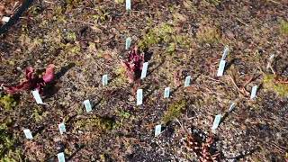 Lowes Death Cube Venus Fly Trap Update [upl. by Akimad]