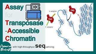 ATAC Sequencing explained in 5 minutes  What do ATACseq peaks represent  Molbio [upl. by Gianni418]