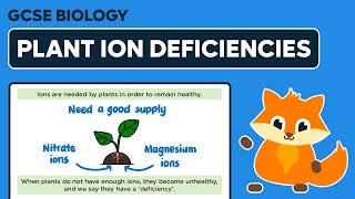 Plant Ion Deficiencies  GCSE Biology [upl. by Nylle]