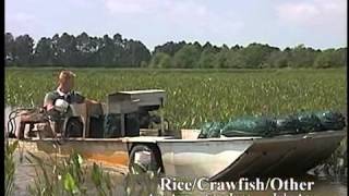 Crawfish Aquaculture in the South [upl. by Les]