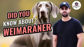 Did You Know About Weimaraner Dog  Explained In 2 Minutes [upl. by Haerr]