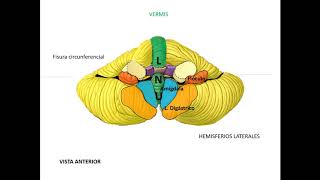 NEUROANATOMÍA [upl. by Htebazileyram]