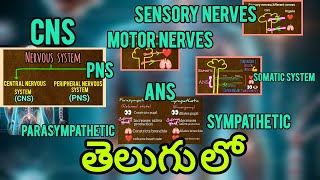 CNS PNSSOMATIC SYSTEM amp ANS  SYMPATHETIC amp PARASYMPATHETIC SYSTEM in telugu [upl. by Farman]