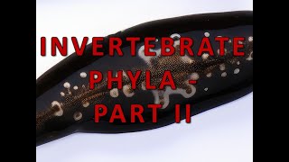 Invertebrate Phyla  Part II [upl. by Andrel597]