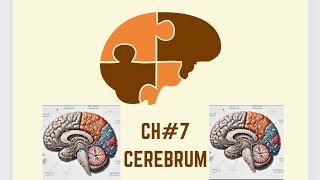 ch7 cerebrum part1 Neuroanatomy Snell [upl. by Alig]