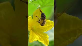 bee collects nectar and honey from yellow flower d6FbL [upl. by Kristy331]