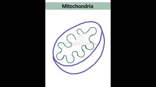 how to draw mitochondria mitochondria diagram [upl. by Notgnimer]