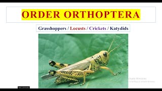 Order Orthoptera [upl. by Hasen359]