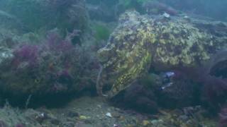 A dive under Swanage Pier [upl. by Cuthbert322]