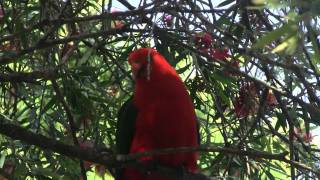 Australian King Parrot Alisterus scapularis ♂  Australischer Königssittich [upl. by Ecirtaeb]