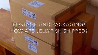 UK Jellyfish  How do we ship Jellyfish Postage and packaging [upl. by Nuarb]